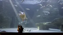 L'aquarium du bout du monde