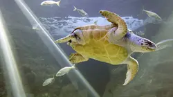 L'aquarium du bout du monde