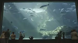 L'aquarium du bout du monde