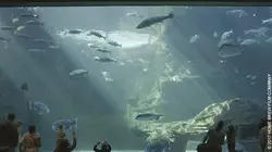 L'aquarium du bout du monde