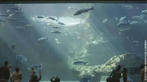 Casting L'aquarium du bout du monde