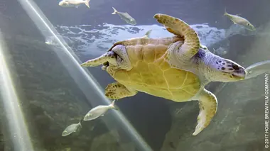 L'aquarium du bout du monde S01E04 Histoires de tortues