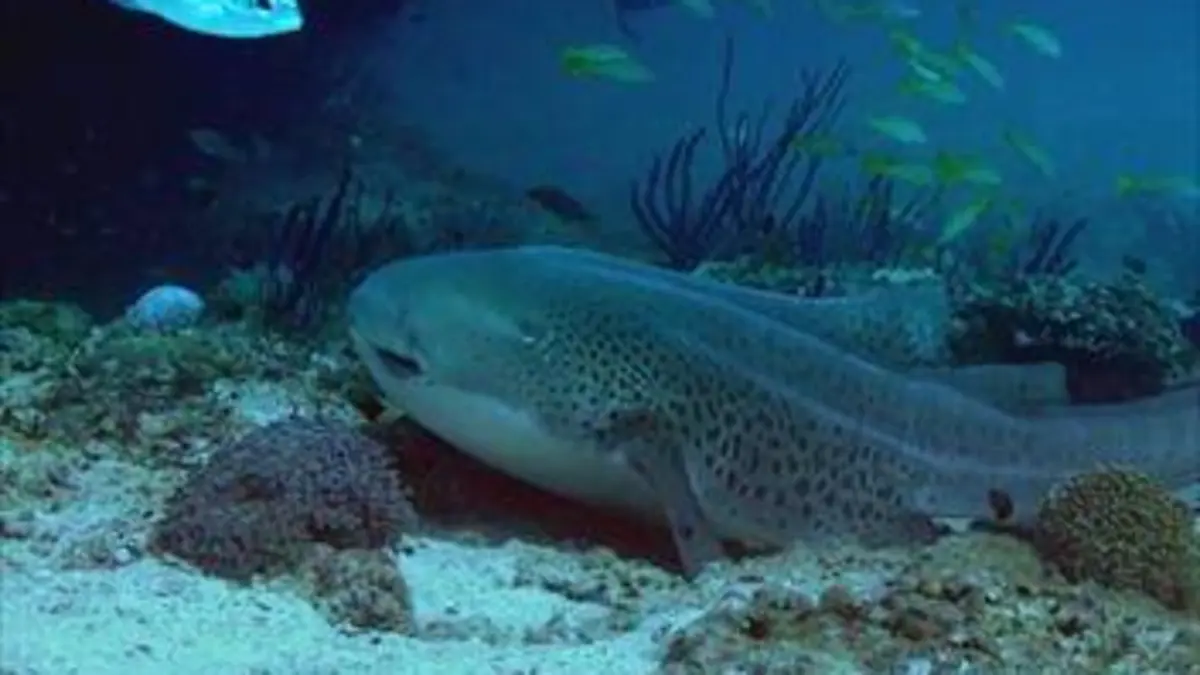 L'Arabie et ses secrets marins E01 Des carnivores dans le jardin de corail