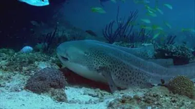 Des carnivores dans le jardin de corail