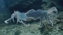 Visuel de L'Arabie et ses secrets marins