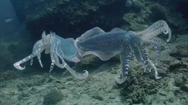 Les illusionnistes du récif