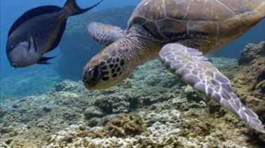 La réserve naturelle des îles Daymaniyat