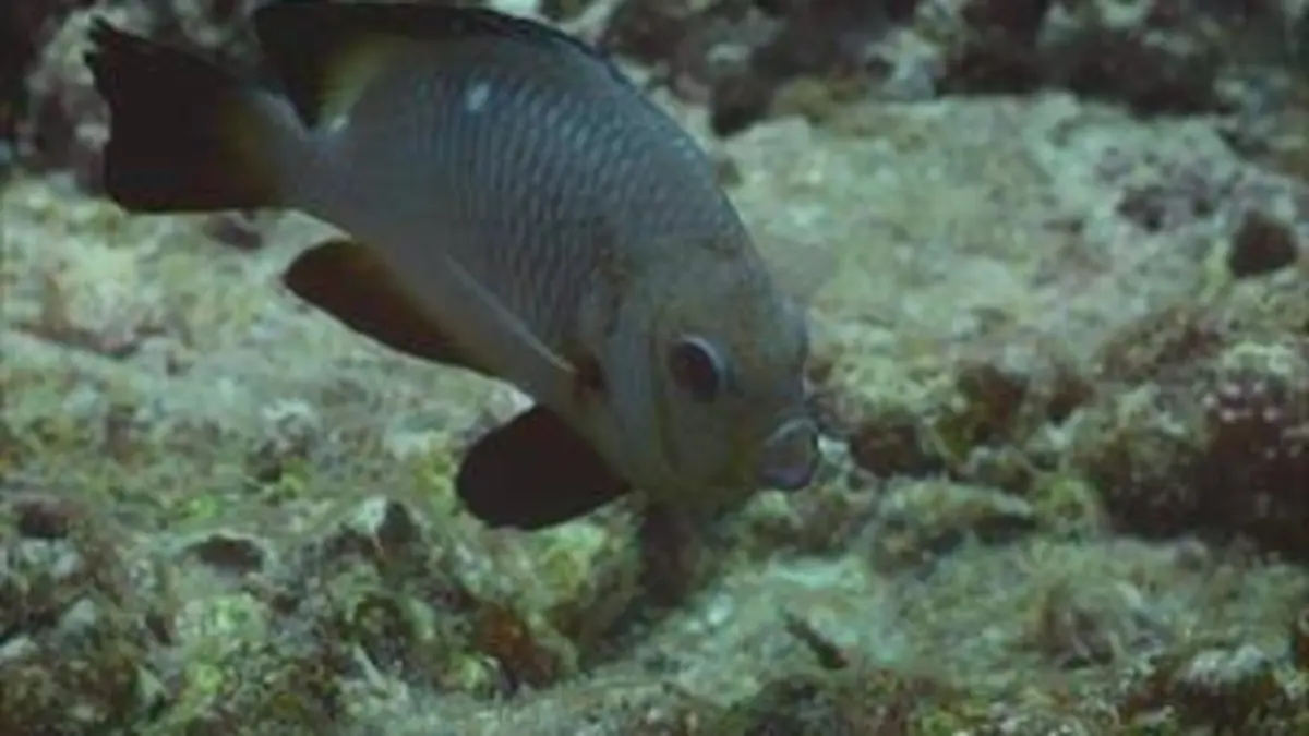 L'Arabie et ses secrets marins E04 Les gardes du corps du récif