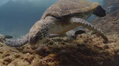 L'héritage des tortues