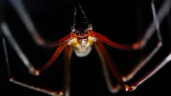 L'Araignée, ultime survivante - Voyage dans l'antre d'une reine