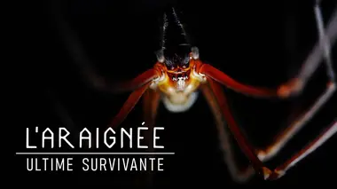L'Araignée, ultime survivante - Voyage dans l'antre d'une reine