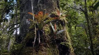 Le kapokier d'Amazonie