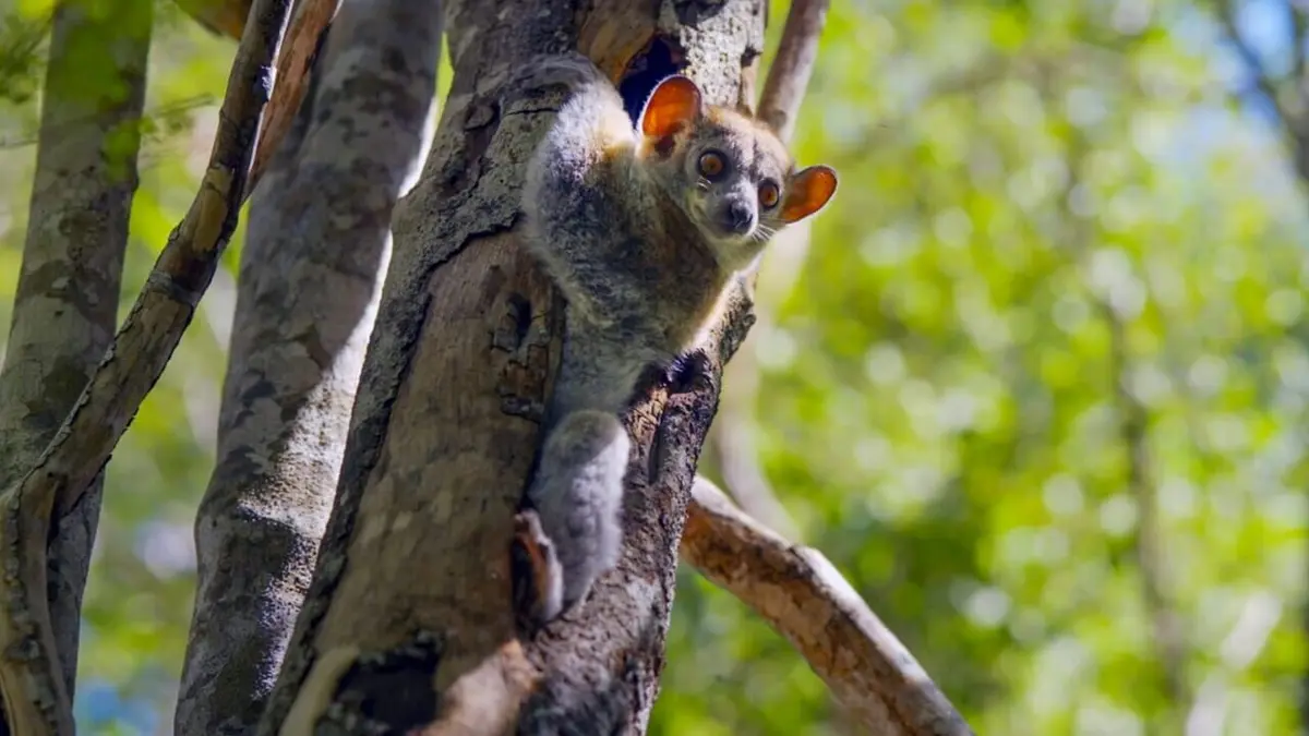 L'arbre qui cache la forêt Le baobab de Madagascar