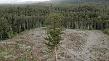 L'eucalyptus géant d'Australie