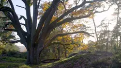 L'arbre qui cache la forêt Le chêne d'Europe