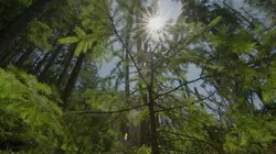 L'arbre qui cache la forêt, les défis de la reforestation