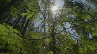 L'arbre qui cache la forêt, les défis de la reforestation