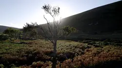 L'arbre qui cache la forêt, les défis de la reforestation