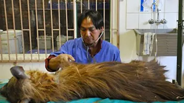 La hyène du Waterberg