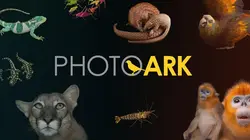 L'arche des espèces menacées Le trafic de singes