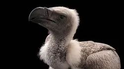 Visuel de L'arche des espèces menacées