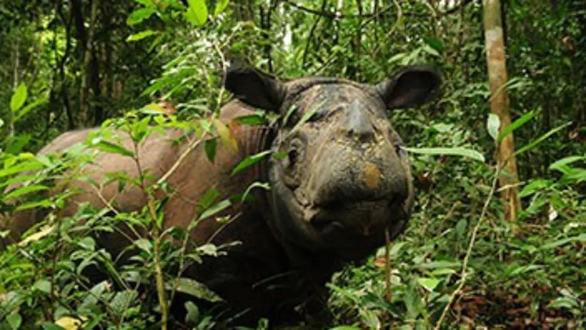 L'arche des temps modernes
