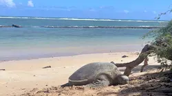 L'archipel d'Hawaï Maui et Molokai