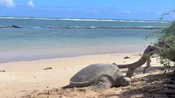 L'archipel d'Hawaï Maui et Molokai