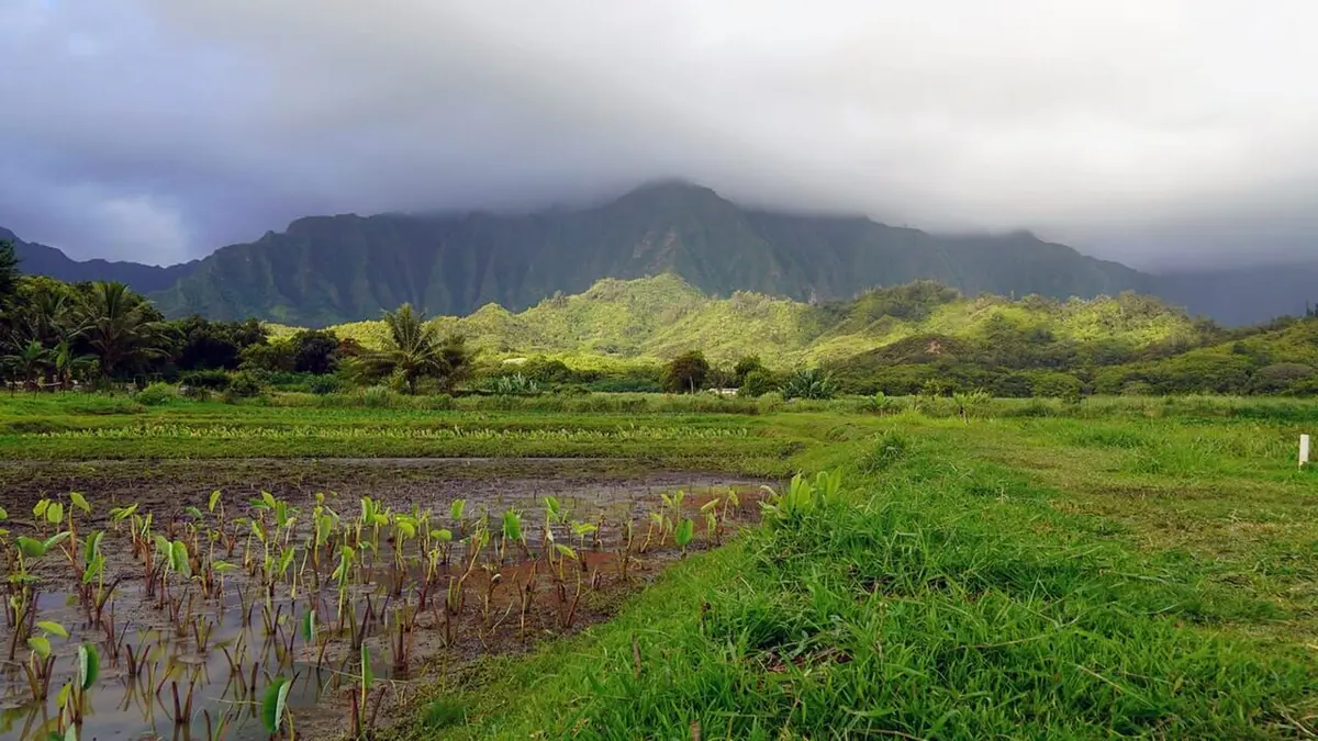 L'archipel d'Hawaï Oahu