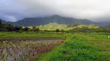 Oahu
