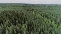 L'Archipel des forêts