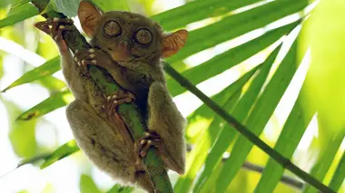 Les trésors naturels de Bohol