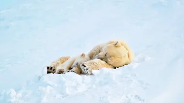L'Arctique, une région bouleversée S01E01 Un monde de glace