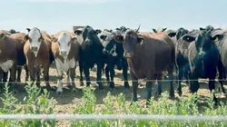 Sur Arte à 23h50 : L'Argentine dans la tourmente : Milei, le grand sauveur ?