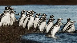 Visuel de L'Argentine sauvage