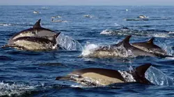 Visuel de L'armée des dauphins