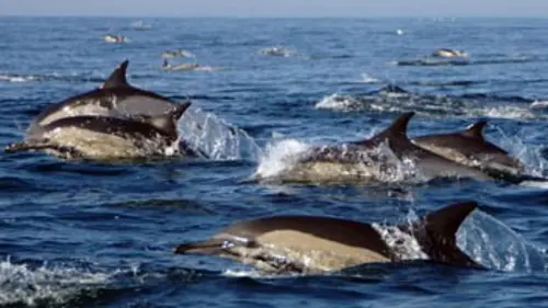 L'armée des dauphins