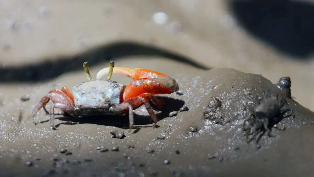 L'art du camouflage animal