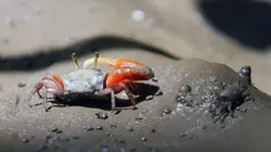 L'art du camouflage animal