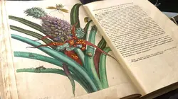 Visuel de L'art et la nature : Peintres néerlandaises du XVIIe siècle