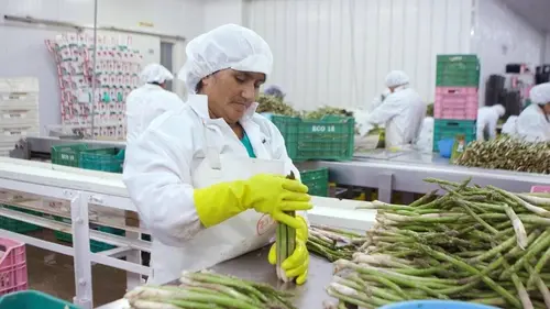 L'asperge, l'or blanc du printemps