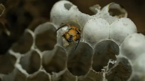 L'attaque des frelons géants