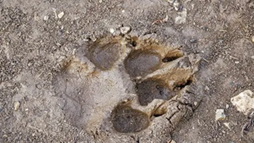 L'Australie et l'art du pistage