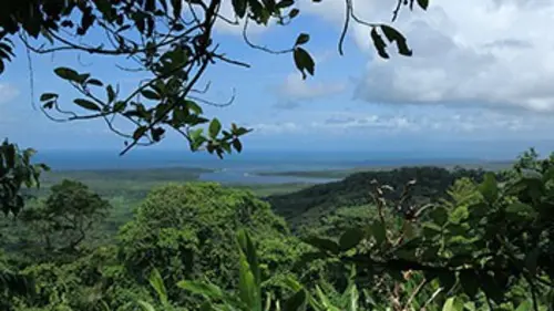 L'Australie et ses parcs nationaux E04 La forêt tropicale