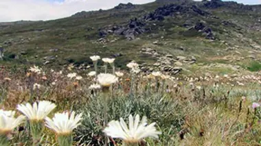 Les Alpes australiennes