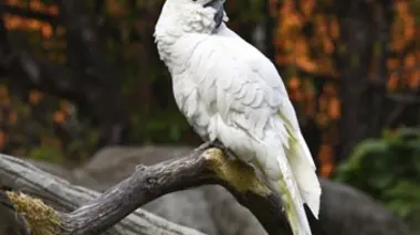 L'Australie, le pays des perroquets