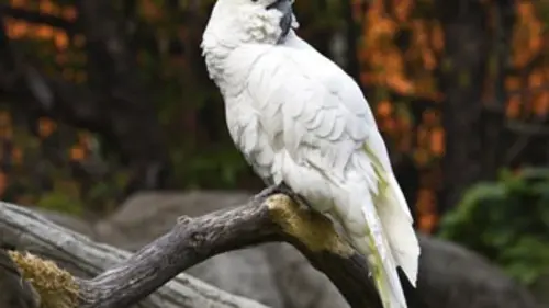 L'Australie, le pays des perroquets