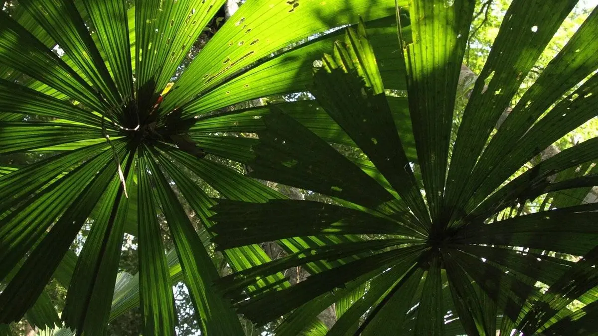 L'Australie sauvage E02 La jungle des grands oiseaux