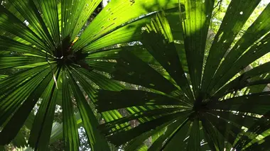 La jungle des grands oiseaux