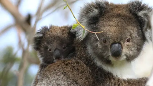 L'Australie sauvage E04 Les forêts des koalas